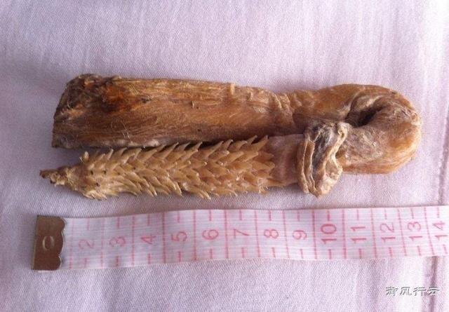 参茸三鞭丸的功效与作用美罗参茸鞭丸有补肾壮阳强精增髓的功效