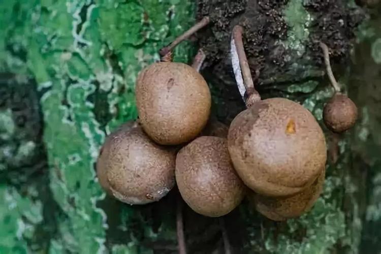 香波果,其貌不扬,灰黑色外壳,是生长于印尼的热带水果.