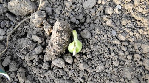 一枚豆角豆的生长记录