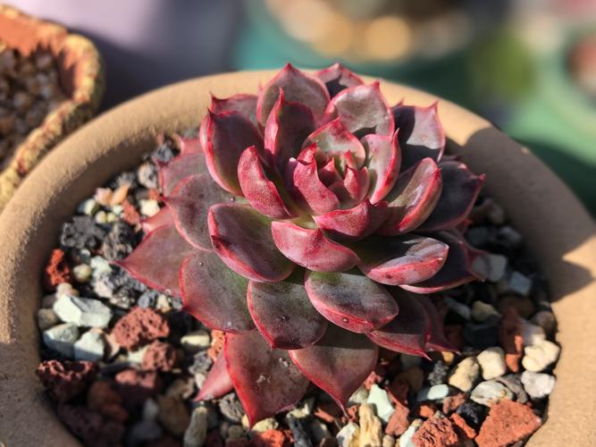 圣路易斯,容易出血斑,属东云系.