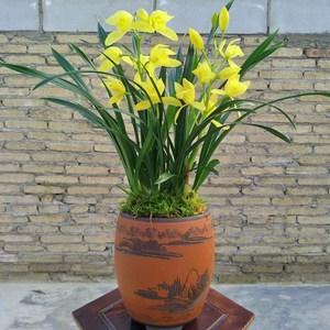 黄金小神童兰花带盆