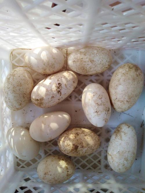 种鹅蛋 孵化 箱装