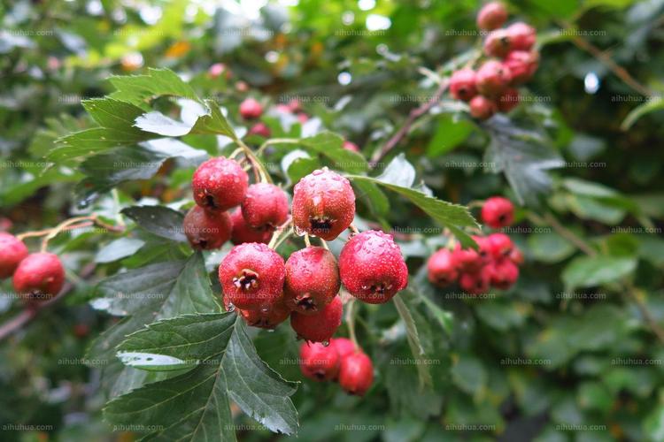 野山楂图片