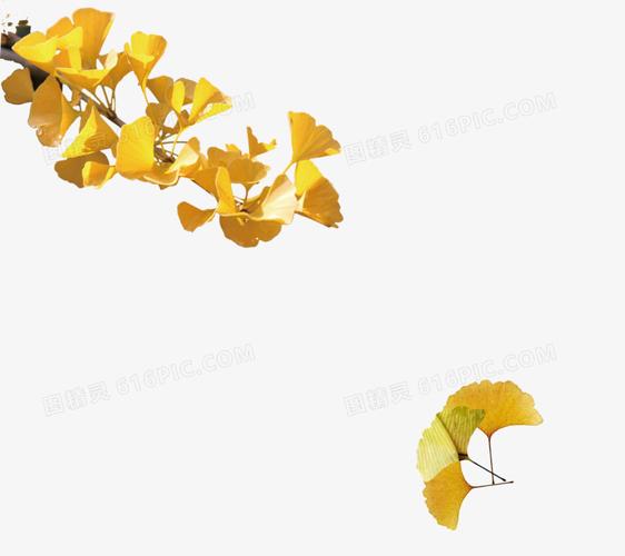 黄色银杏叶