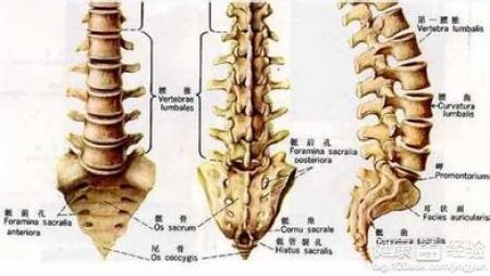 腰椎间盘膨出能自愈吗