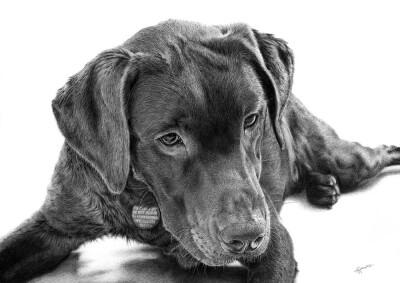 收集   点赞  评论  超写实动物素描 0 26 夏葵汐  发布到  精微