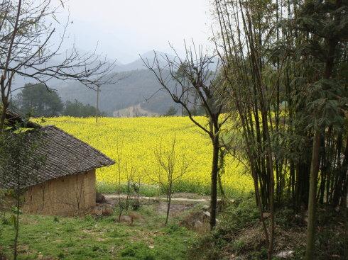 农舍菜花地远山 浓郁的田园园山村气息