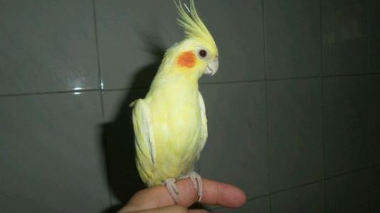 玄凤鹦鹉如何分辨蛋能否孵出小鸟