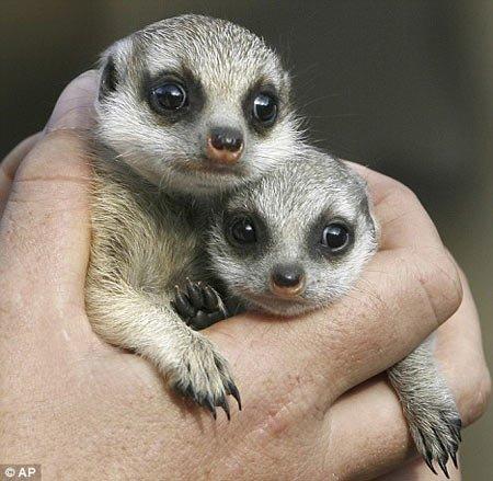 上帝也疯狂2里男主角因脱水埋在土里时出现的小动物叫什么名?