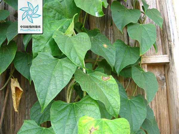 双子叶植物纲防己科常绿缠绕藤本植物.