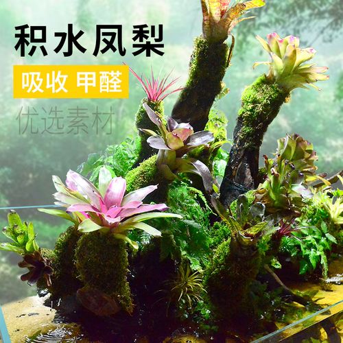 积水凤梨雨林造景植物套餐材料水陆水草花盆水草