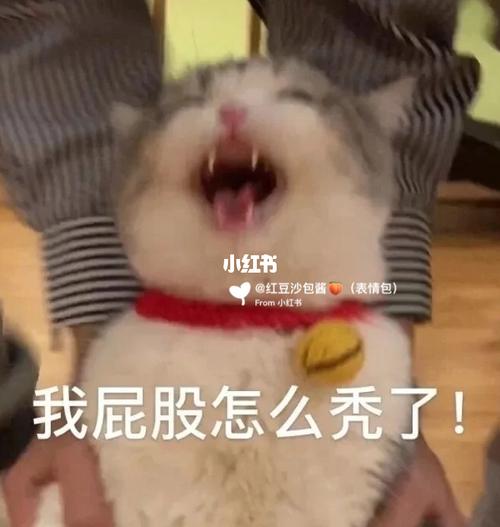 搞笑表情包第79篇 | 耍赖猫猫93_表情包_猫猫_我最爱的表情包