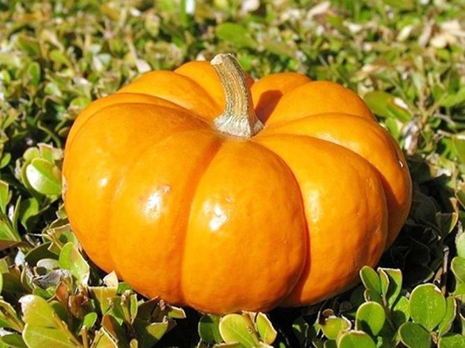 威县南瓜丁(小金瓜蔬菜丁)行情作用