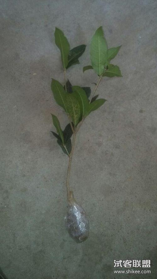 嫁接桂花树苗.