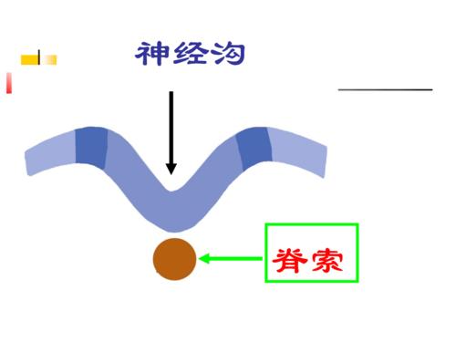 三胚层的分化和胚体形成.ppt