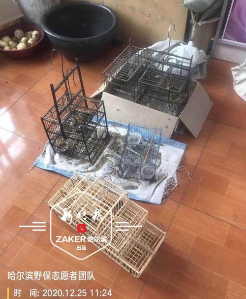 一户藏了27个拍笼!世界濒危"禾花雀"被解救