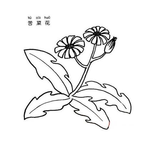 苦菜花怎么画 苦菜花的画法简笔画图片