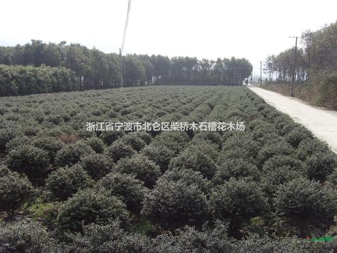 浙江宁波龟甲冬青大小球供应/柴桥龟甲冬便宜/龟甲冬青基地批发