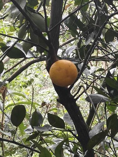 贵州黄果树瀑布2018.11.26