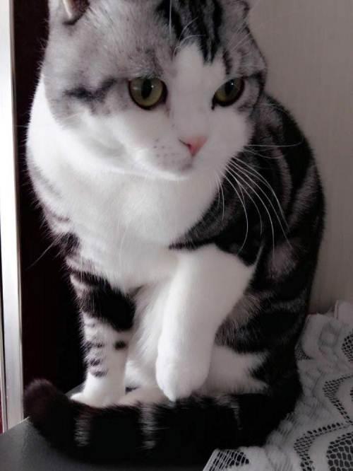 折耳美短加白公猫