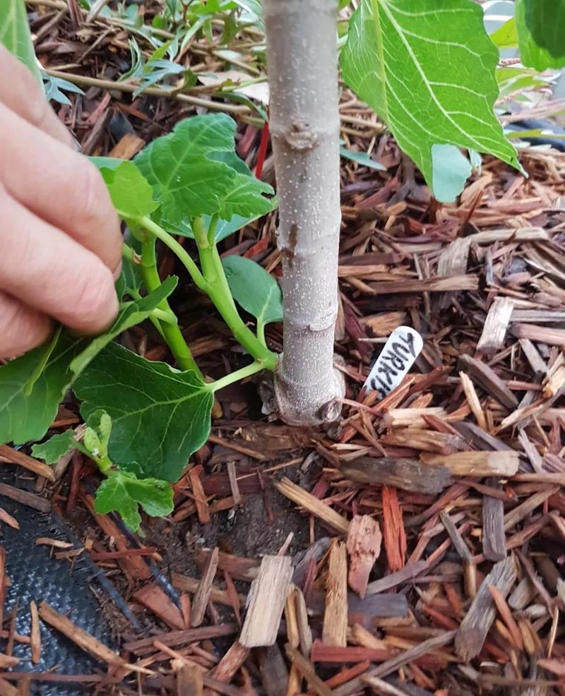 无花果夏季修剪扦插技巧分享