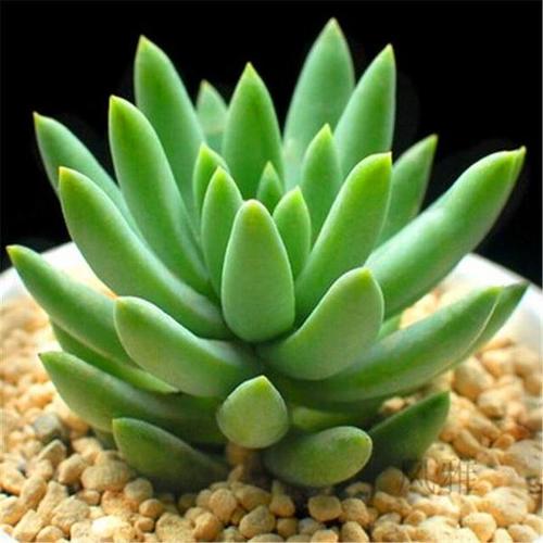 多肉植物千佛手防辐射