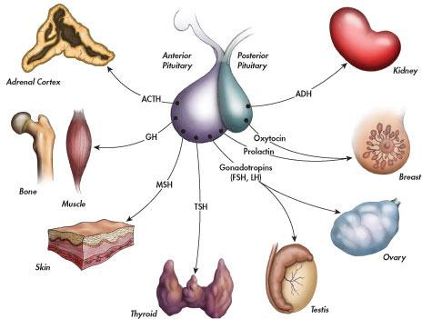  pituitar/o pituitary gland