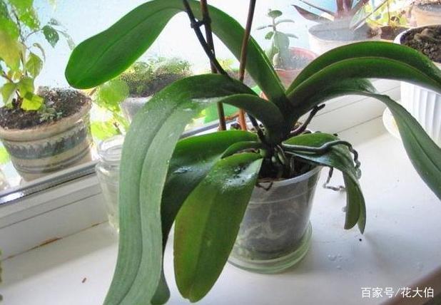 盆栽植物用它们杀虫,效果