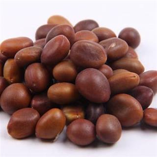 吉康药业新货皂角 皂角子 皂角籽 皂角种子 大皂角子