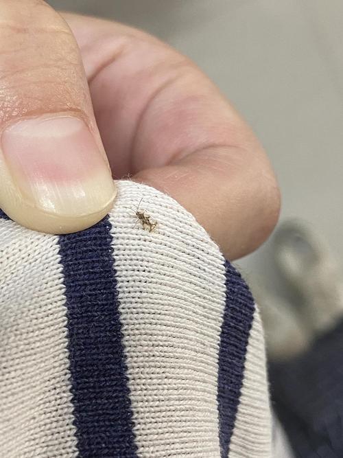 请问这是蟑螂幼崽吗图不可怕很小很小很小