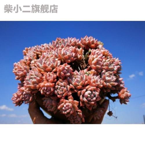 植物多肉新品焦糖精灵新款爆盆稀有花卉
