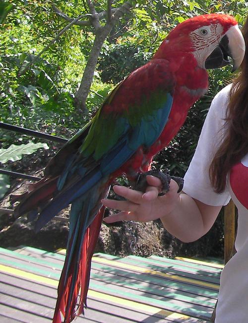 2011-11-08 15:17 提问者采纳 美洲的金刚鹦鹉,天津当然可以养,但是