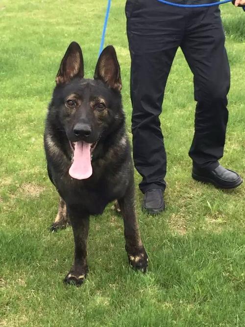 宁波狼灰色东德牧羊犬价格太极东德牧羊犬哪里有卖的