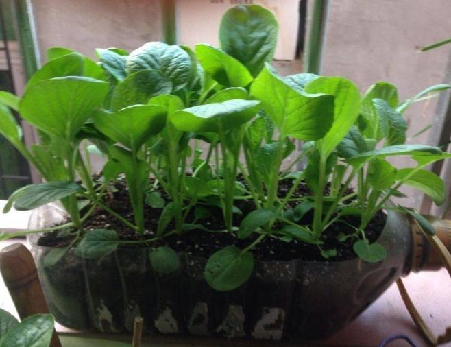 2,播种小白菜小青菜的土壤切记不可以直接把买回来的黑色的泥炭土,或