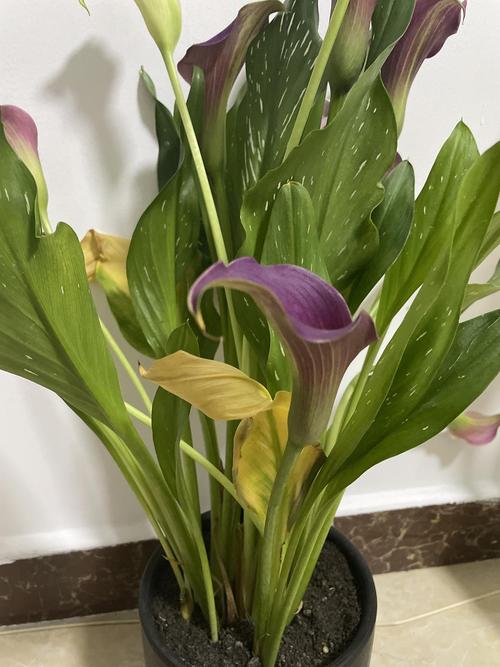 马蹄莲叶子黄怎么办?