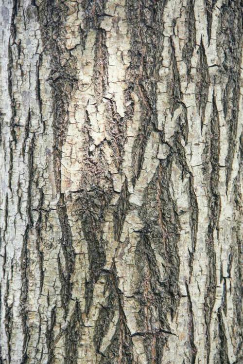 仔细观察一下家附近树的斑纹,分析纹理的特点.