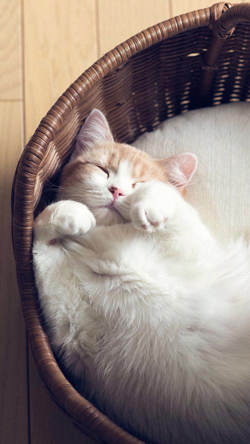 这么可爱的猫咪来找你啦!