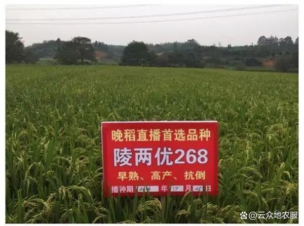 绿色超级稻陵两优268经典直播稻品种熟期适中产量高