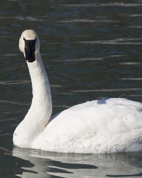 tundra swan photos