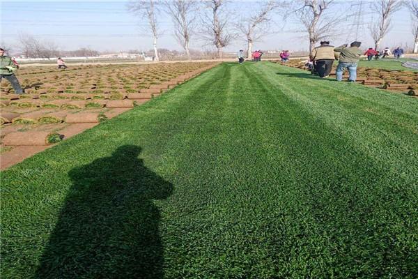 曲阜混播草坪供应基地【林墨草坪】