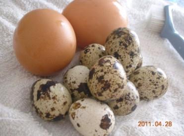 鹌鹑蛋