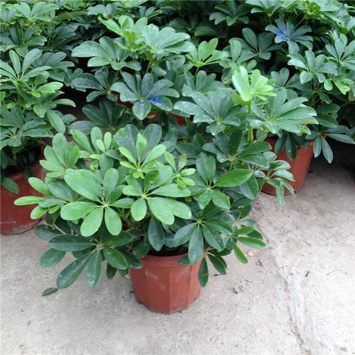 漳州鸭脚木专卖,价格合理,农户自产自销