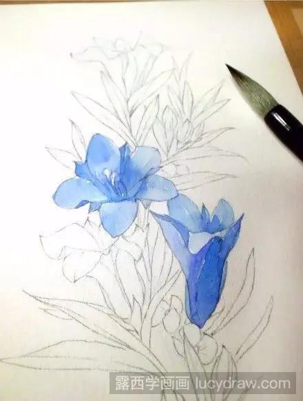 龙胆草水彩画教程