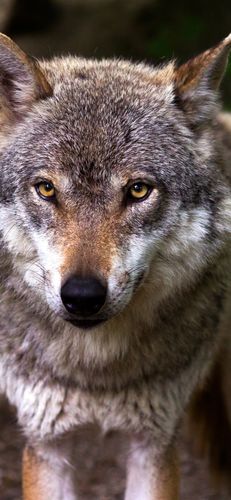 iphone 壁纸 野生动物,狼,看,眼睛,正面图