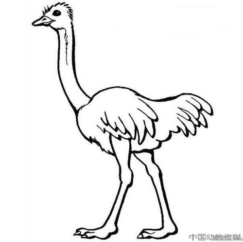 鸵鸟简笔画