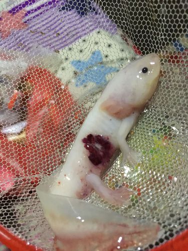 求大神解答,我的六角恐龙怎么死的,带图.