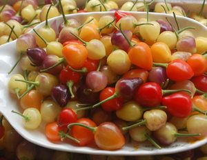 广西新鲜辣椒灯笼椒五彩椒小辣椒种子七彩辣椒泡椒10斤装特价包邮