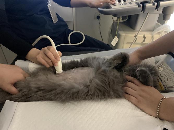 猫猫昨天确诊了,pcr结果还没出,但是b超和生化都基本确认是湿性传腹了