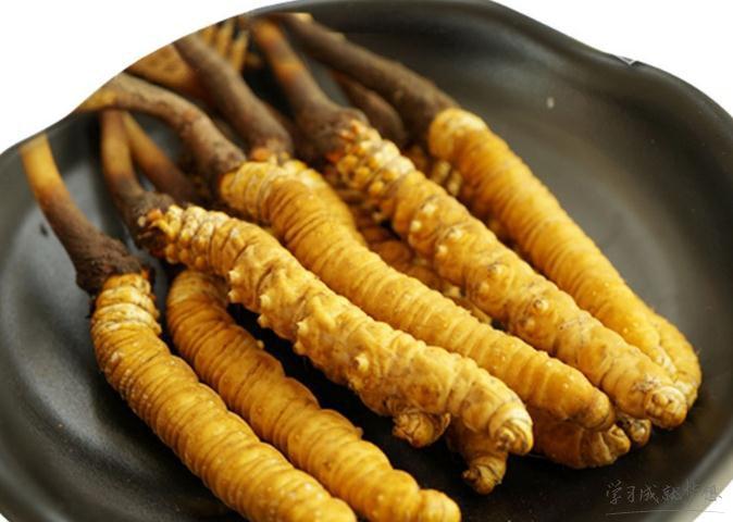 冬虫夏草的相关吃法以及功效作用