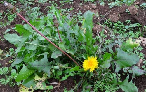 秋季蒲公英药用价值高泡水喝有讲究3类人不宜饮用